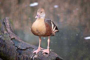 The plumed whistling duck's face and fore-neck are light, the crown and hind neck are pale brown...