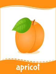 Apricot flash card for learning fruit vocabulary. Educational card for kindergarten