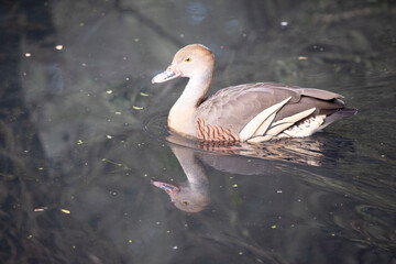 The plumed whistling duck's face and fore-neck are light, the crown and hind neck are pale brown...