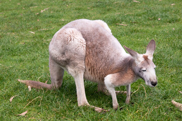 Females are smaller than males and are blue-grey with a brown tinge, pale grey below. The red kangaroos are the largest kangaroo.