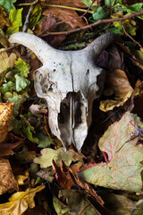 A skull surrounded and hidden by freshly fallen leaves on a autumn day. 