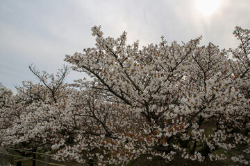 Fototapeta premium 仁和寺境内の満開の御室桜