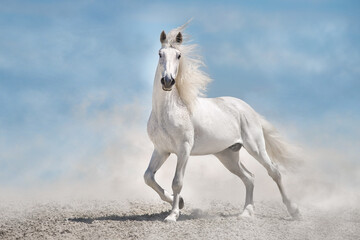 Horse free run in desert