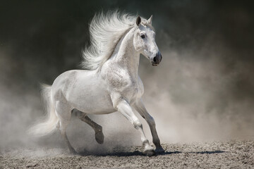 Horse free run in desert - 658809031