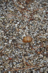 Close up of brown snail with spiral shell on pebble background at early autumn. Blurred on the back