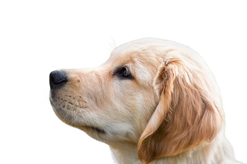 Closeup side portrait of golden retriever puppy isolated cutout on transparent