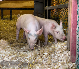 Two piglets running around playing in a small barn. This cute scene of farm animals having fun was...