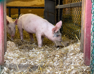 Two piglets running around playing in a small barn. This cute scene of farm animals having fun was shot at a local fair in New England.