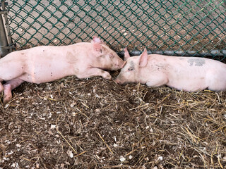 Two young piglets laying in a pen together peacefully. Full bodies are showing and their cute noses...