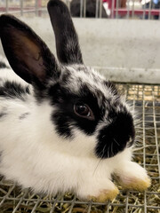 A black and white face profile of a bunny. The head of the rabbit is shown at an angle with the floppy ears extending all the way. Wide eyes. Cute farm animal at the fair in New England.