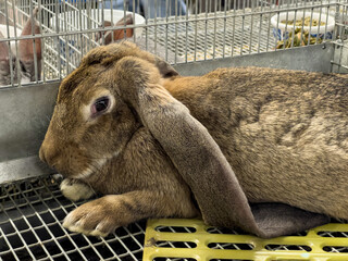 A tan brown small bunny laying down in a cage. This fair farm animal is a rabbit with long ears....