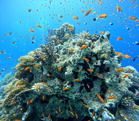 Naklejka na ściany i meble Coral reef in the Red Sea next to Sharm El-Sheikh