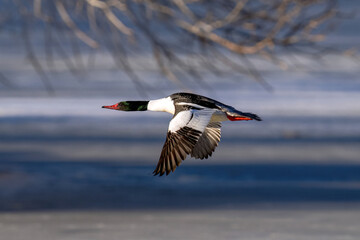 A beautiful Common Merganser duck flying by low lying branches and against a Winter Lake background