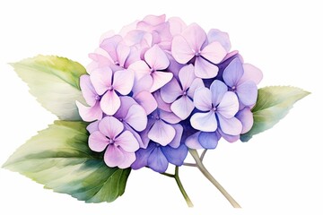 Watercolor painting of a hydrangea flower. Generative AI