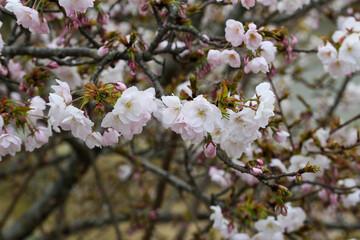 仁和寺境内の満開の御室桜