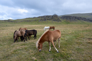 Fototapeta na wymiar Horses in pasture on Iceland Route 47 with volcanic landscape in background under sunny autumn cloudscape.