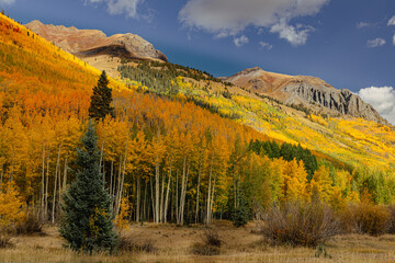 Colorado season change with aspen and elm color change in the Rocky Mountains. The variety of colors make it a beautiful background.
