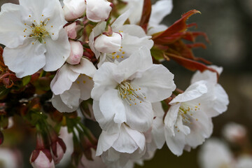 Obraz premium 仁和寺境内の満開の御室桜