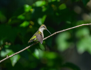 close up on ruby throated hummingbird standing on tree branch