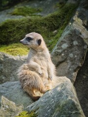 A meerkat basks in the sun on a rock