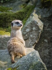 A meerkat basks in the sun on a rock