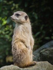 Fototapeta premium A meerkat basks in the sun on a rock