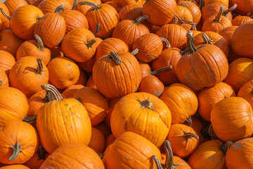 pumpkin harvest in pile in autumn season