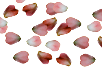 Natural rose petals, on a transparent background