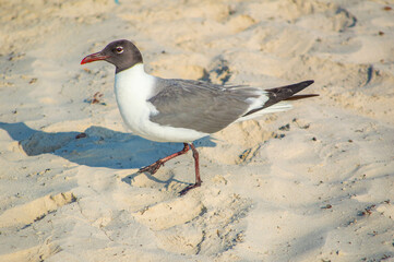 seagull on the beach