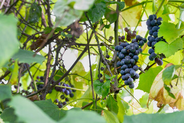 A bunch of ripe grapes on a branch.