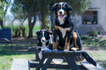 2 friendly dogs on a table in a park, a Bernese Mountain Dog and a Border Collie. Horizontal. Copy Space