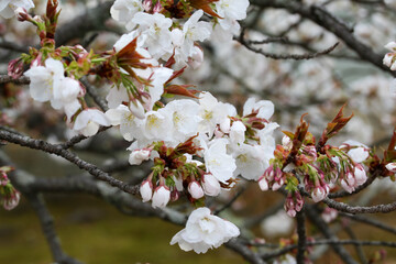 仁和寺境内の満開の御室桜