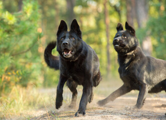 a pair of black shepherd dogs in the forest. two black dogs run and play together in the forest