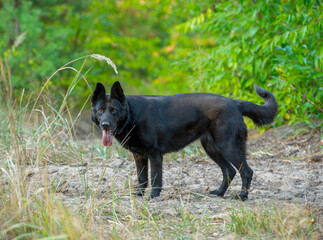 portrait of a black shepherd dog in the forest