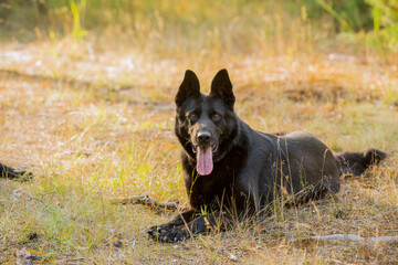 portrait of a black shepherd dog in the forest