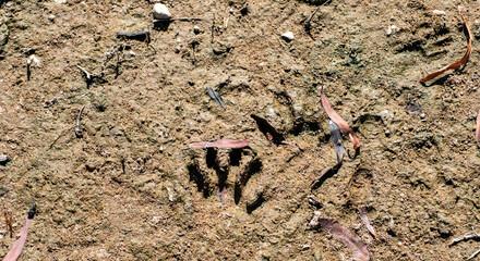 Racoon paw prints in the dirt in Oklahoma