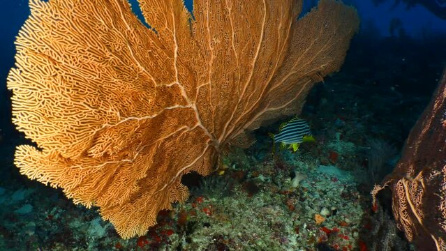 Travelling de dos grandes gorgonias amarillas de Maldivas