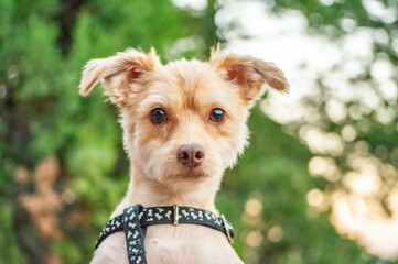 terrier dog portrait