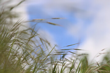 Wild grass spikes against cloudy blue sky with sunlight, low angle view perspective. Wild spikes in the meadow inflates the wind. Feather Grass. Europe, Germany, Bavaria. Copy Space. Selective focus