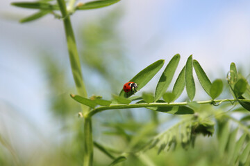 Ladybird on a sweet pea leaves. Blue cloudy sky background. Ladybug life. Spring Vetch plant on a wild meadow. Low angle view.  Copy space. Selective focus.