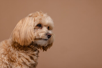 Maltipoo dog portrait on empty beige background, happy dogs concept