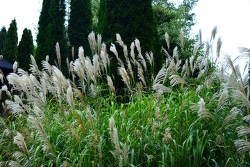 Pampas grass at garden area background