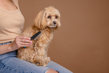 The girl combs the hair of a domestic pet puppy breed Maltipoo