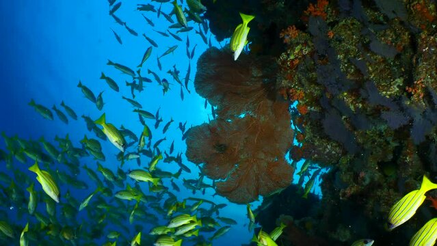 Banco de peces tropicales nadando alrededor de gorgonia en Maldivas