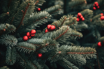 Fir branches with red berries.