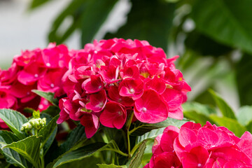 Fototapeta premium Hydrangea blooming in a beautiful red garden.