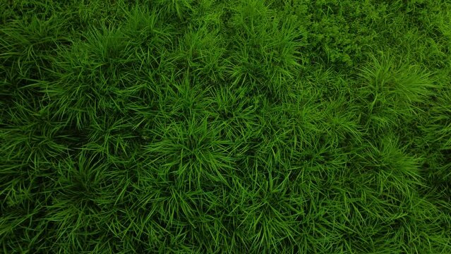 aerial view green grass in smooth motion