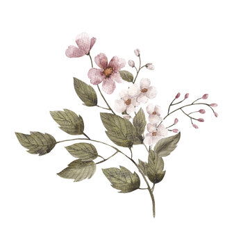Watercolor floral bouquet with vintage flowers and leaves, isolated on transparent background, PNG files