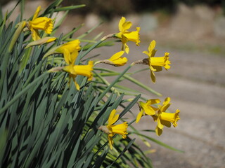 春の花　水仙　ラッパズイセン