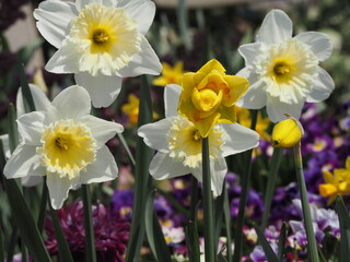 Fototapeta premium 春の花 水仙 春の庭